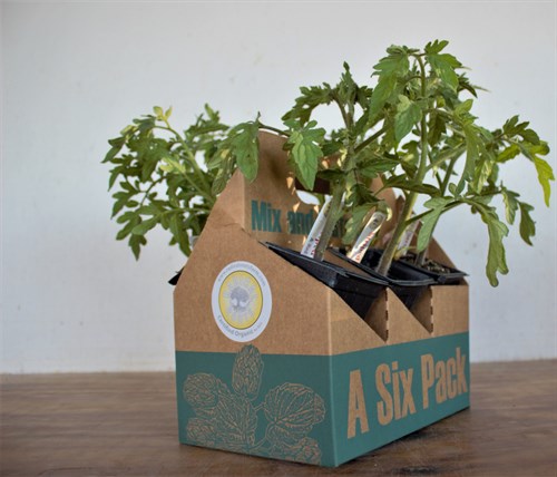 Plant -  A Heirloom 6 Pack