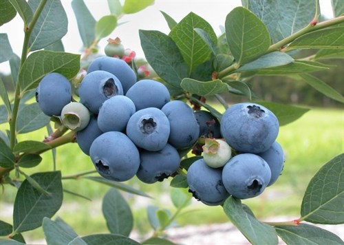 Plant - Blueberry, Blue Ray