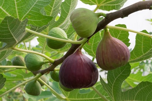 Plant - Chicago Hardy Fig Tree