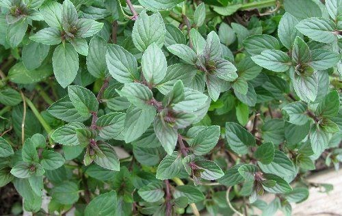 Plant - Chocolate Peppermint
