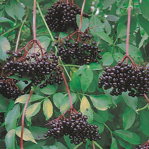 Plant - Elderberry