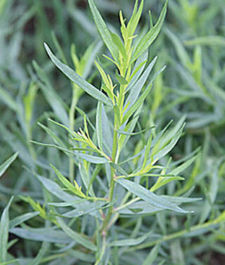 Plant - French Tarragon