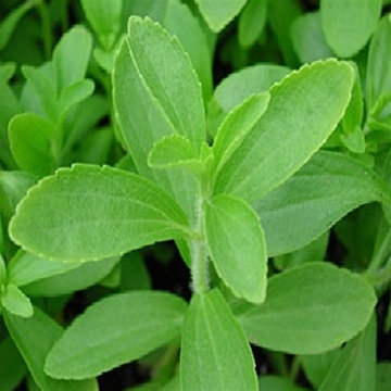 Plant - Stevia