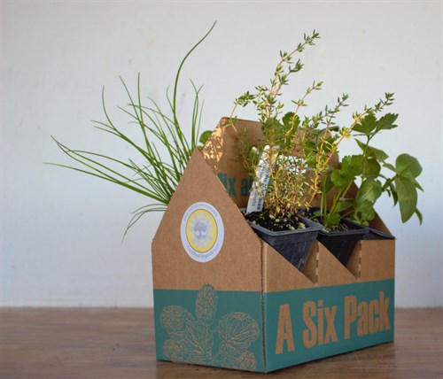 Plant - A Basil 6 Pack
