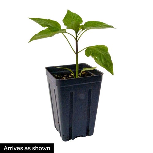 Plant - Pepper Plant Combo