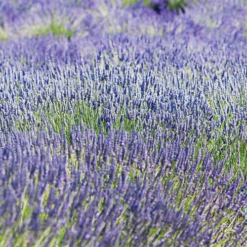 Plant - Lavender, Province