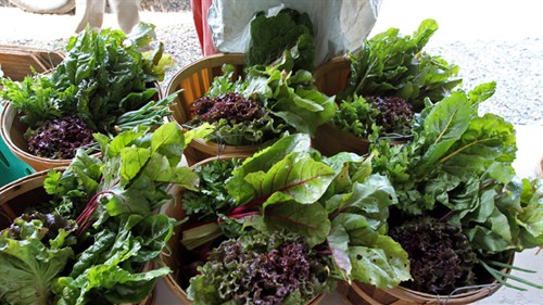 An Organic Harvest Basket