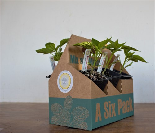 Plant - A Pepper 6 Pack