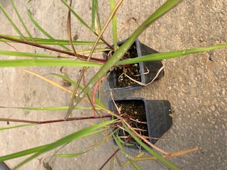 Plant - Lemon Grass Combo of 2 plants