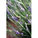 Bees love our lavender
